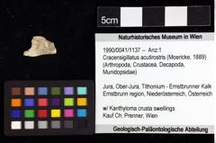 Foto (Objket + Etiketten) von Cracensigillatus acutirostris (Moericke, 1889) 